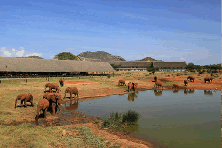 Voi Wildlife Lodge - Tsavo East